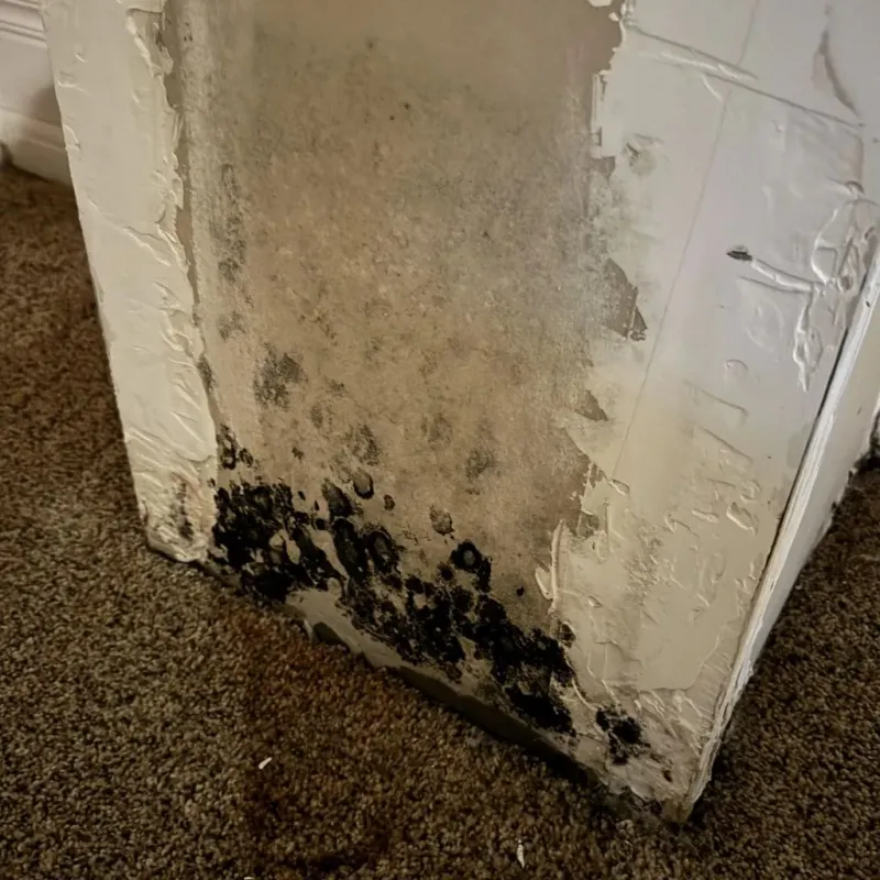 Professional Mold Removal in Rogersville, TN
